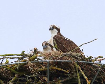 Visarend - Osprey