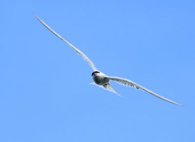 Visdief - Common Tern