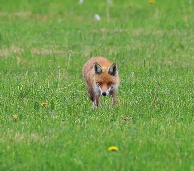 Vos - Fox