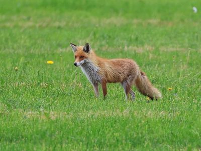 Vos - Fox