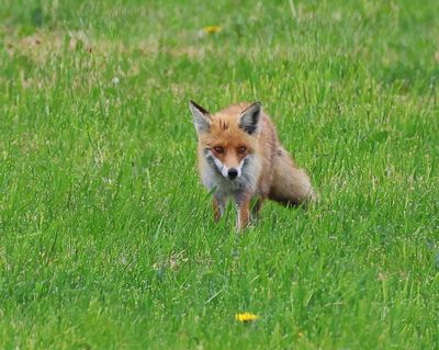 Vos - Fox