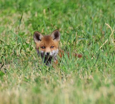 Vos - Fox