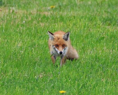 Vos - Fox