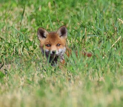 Vos - Fox