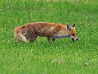 Vos - Fox