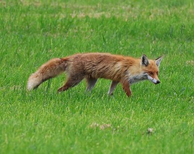 Vos - Fox