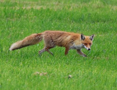Vos - Fox