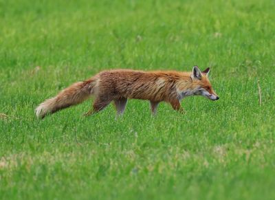 Vos - Fox