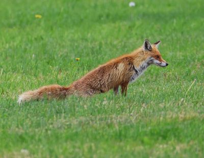 Vos - Fox
