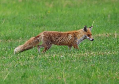 Vos - Fox