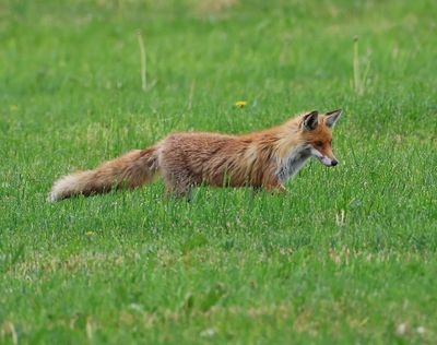Vos - Fox