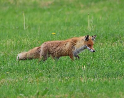 Vos - Fox