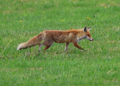 Vos - Fox