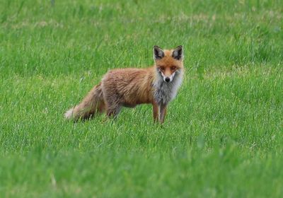 Vos - Fox
