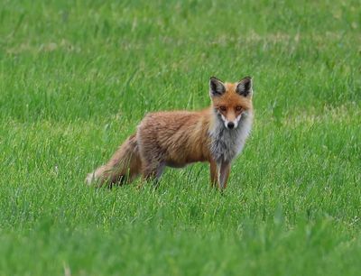 Vos - Fox