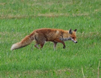 Vos - Fox