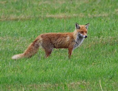 Vos - Fox