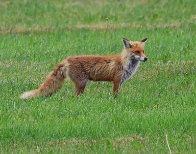 Vos - Fox