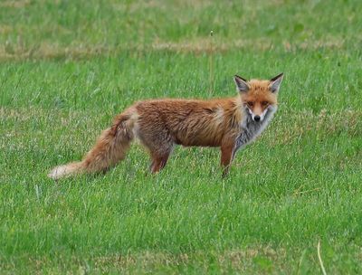 Vos - Fox