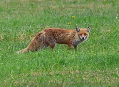 Vos - Fox