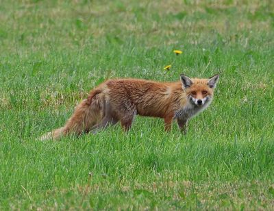 Vos - Fox