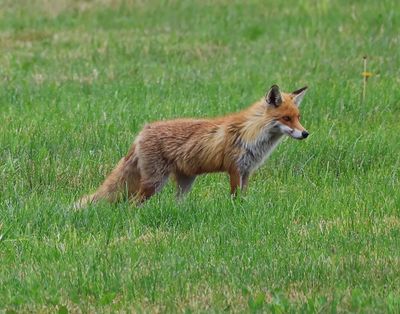 Vos - Fox