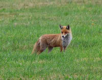 Vos - Fox