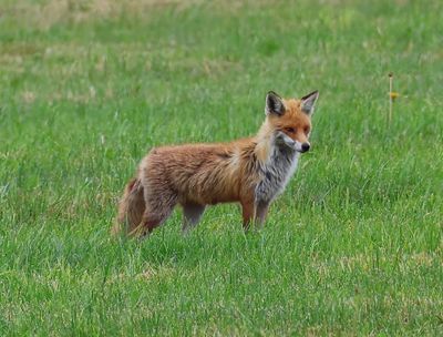 Vos - Fox