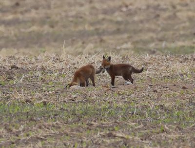 Vos - Fox