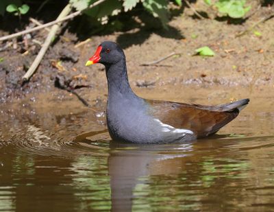 Waterhoen - Common Moorhen
