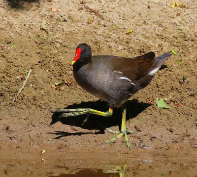 Waterhoen - Common Moorhen