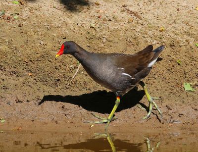 Waterhoen - Common Moorhen