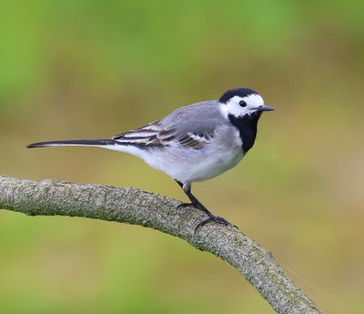 Witte Kwikstaart - White Wagtail