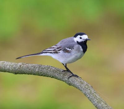 Witte Kwikstaart - White Wagtail