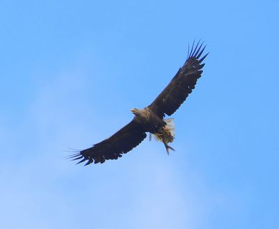Zeearend - White-tailed Eagle