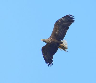 Zeearend - White-tailed Eagle