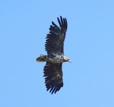 Zeearend - White-tailed Eagle