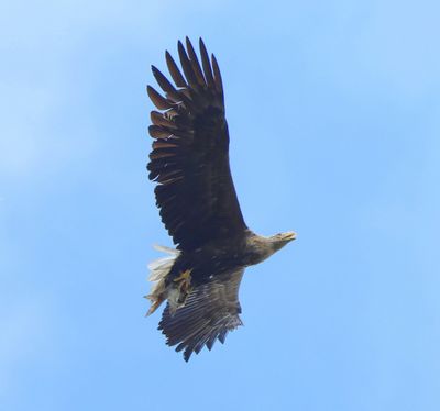 Zeearend - White-tailed Eagle