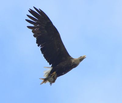 Zeearend - White-tailed Eagle