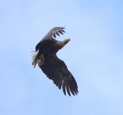 Zeearend - White-tailed Eagle