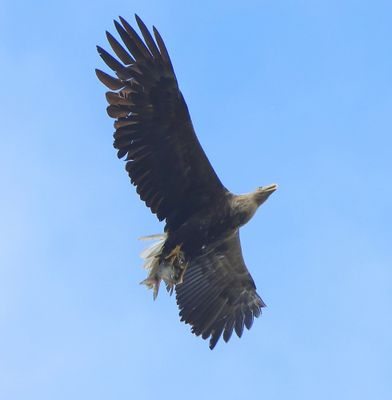 Zeearend - White-tailed Eagle