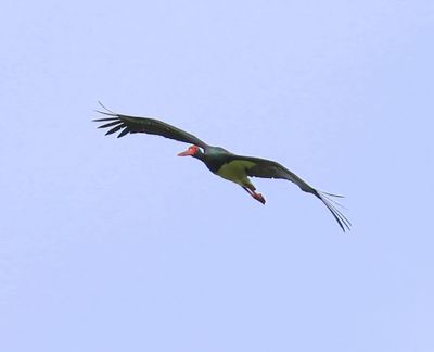 Zwarte Ooievaar - Black Stork