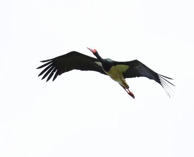 Zwarte Ooievaar - Black Stork