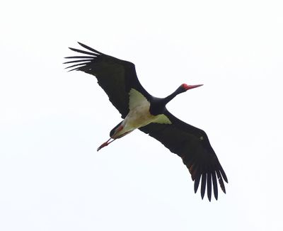 Zwarte Ooievaar - Black Stork
