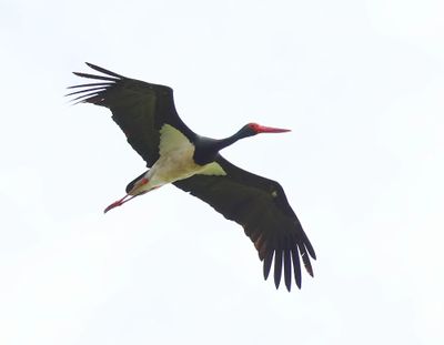 Zwarte Ooievaar - Black Stork
