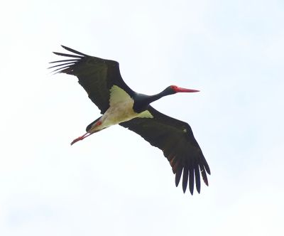 Zwarte Ooievaar - Black Stork