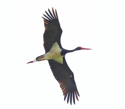 Zwarte Ooievaar - Black Stork