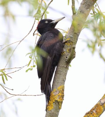Zwarte Specht - Black Woodpecker