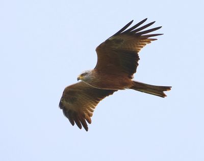 Zwarte Wouw - Black Kite