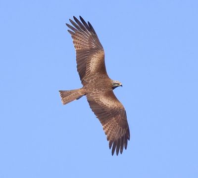 Zwarte Wouw - Black Kite